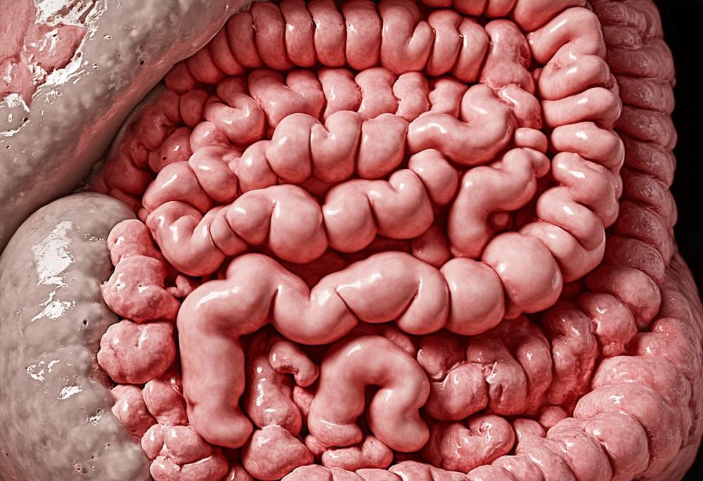 large intestine
