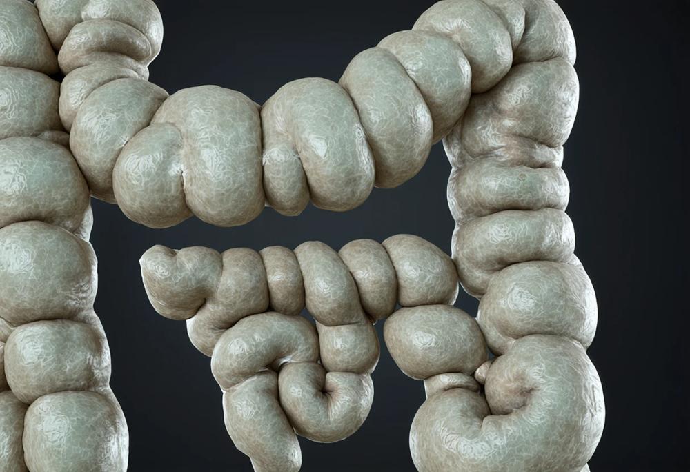 large intestine